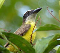 Boat-billed Flycatcher