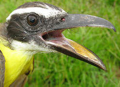 Boat-billed Flycatcher