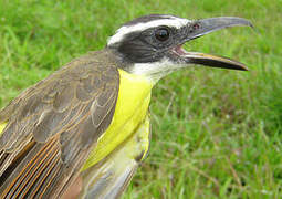 Boat-billed Flycatcher