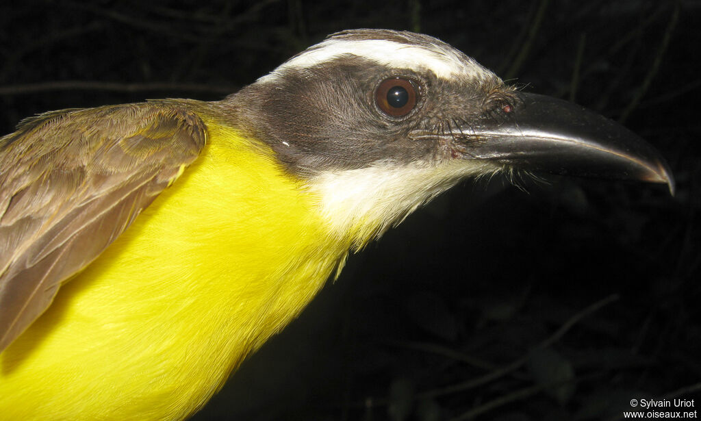 Boat-billed Flycatcher