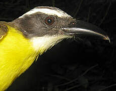 Boat-billed Flycatcher