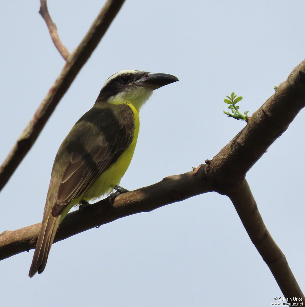 Boat-billed Flycatcheradult