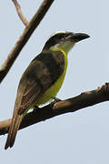 Boat-billed Flycatcher