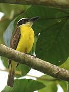 Boat-billed Flycatcher