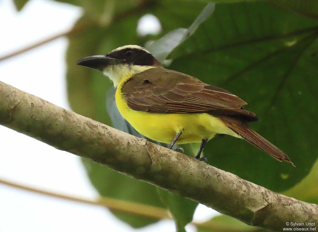 Boat-billed Flycatcheradult