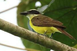 Boat-billed Flycatcher