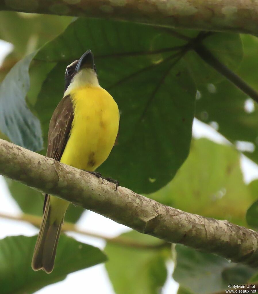 Boat-billed Flycatcheradult