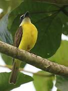 Boat-billed Flycatcher