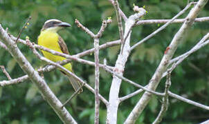 Boat-billed Flycatcher