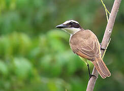 Great Kiskadee