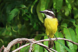 Great Kiskadee