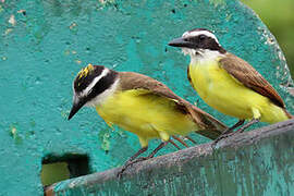 Great Kiskadee