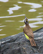 Great Kiskadee