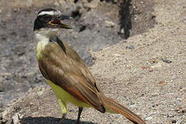 Great Kiskadee