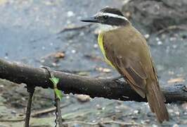 Great Kiskadee