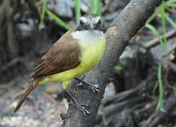 Great Kiskadee