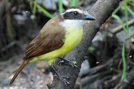 Great Kiskadee