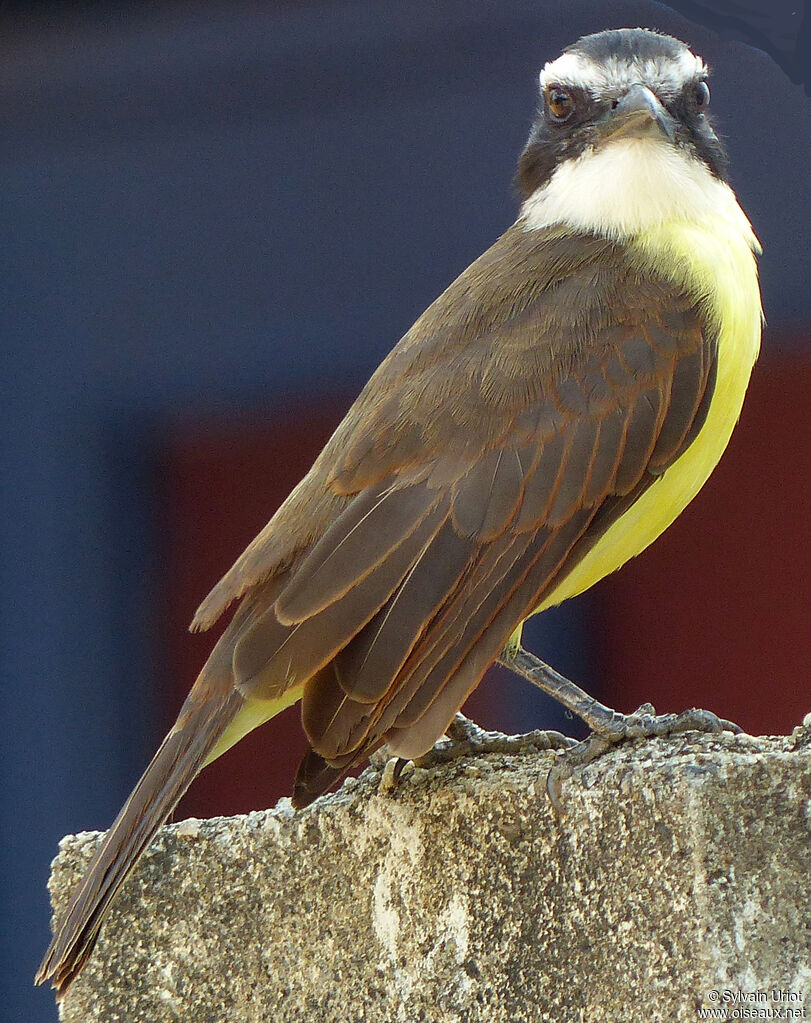 Great Kiskadee