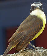 Great Kiskadee