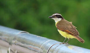 Great Kiskadee