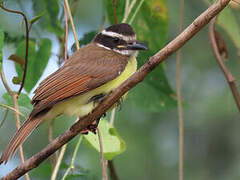 Great Kiskadee