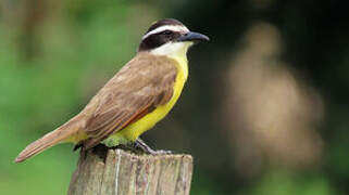 Great Kiskadee