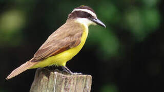 Great Kiskadee