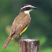 Great Kiskadee