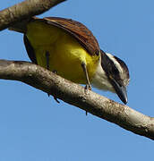 Great Kiskadee