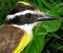 Great Kiskadee