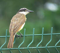 Great Kiskadee