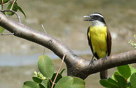 Great Kiskadee