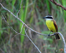 Great Kiskadee