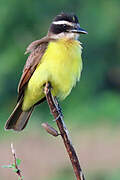 Great Kiskadee