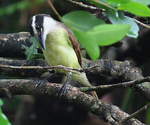 Great Kiskadee