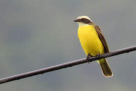 Social Flycatcher