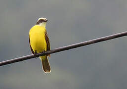 Social Flycatcher