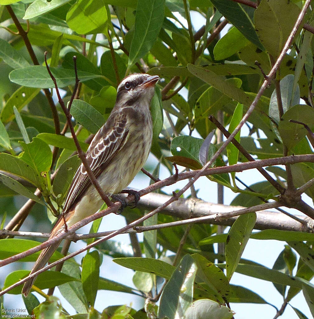 Tyran tacheté, habitat, pigmentation