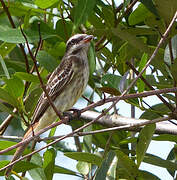 Variegated Flycatcher