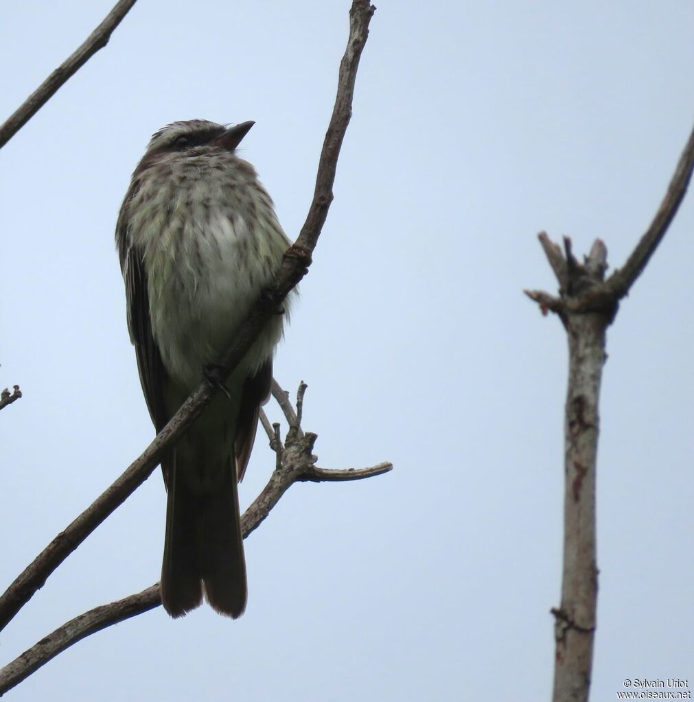 Variegated Flycatcheradult