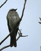 Variegated Flycatcher