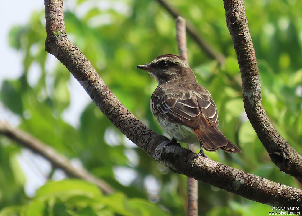 Variegated Flycatcheradult