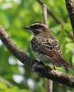 Variegated Flycatcher