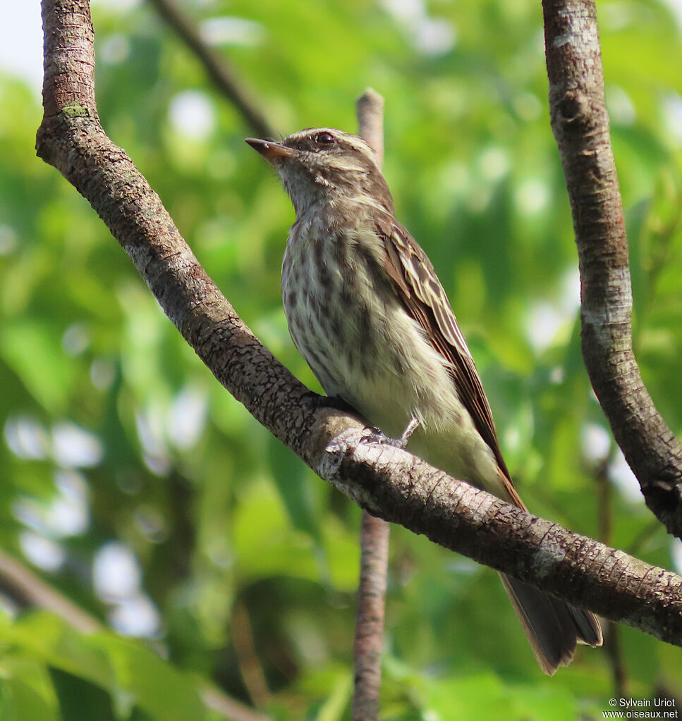 Variegated Flycatcheradult