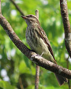 Variegated Flycatcher