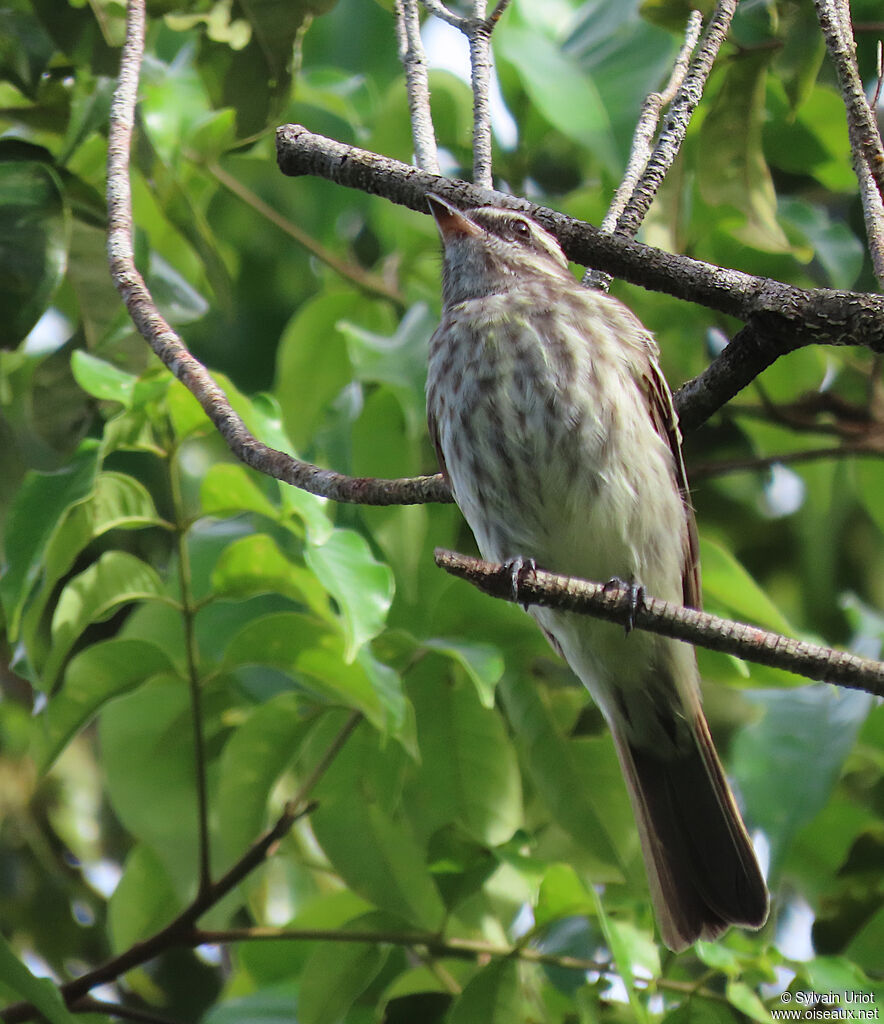 Variegated Flycatcheradult