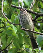 Variegated Flycatcher