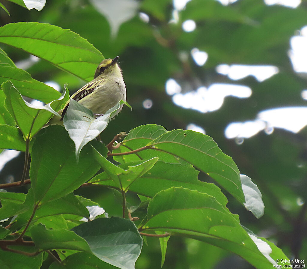 Golden-faced Tyrannulet