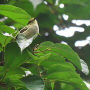 Golden-faced Tyrannulet