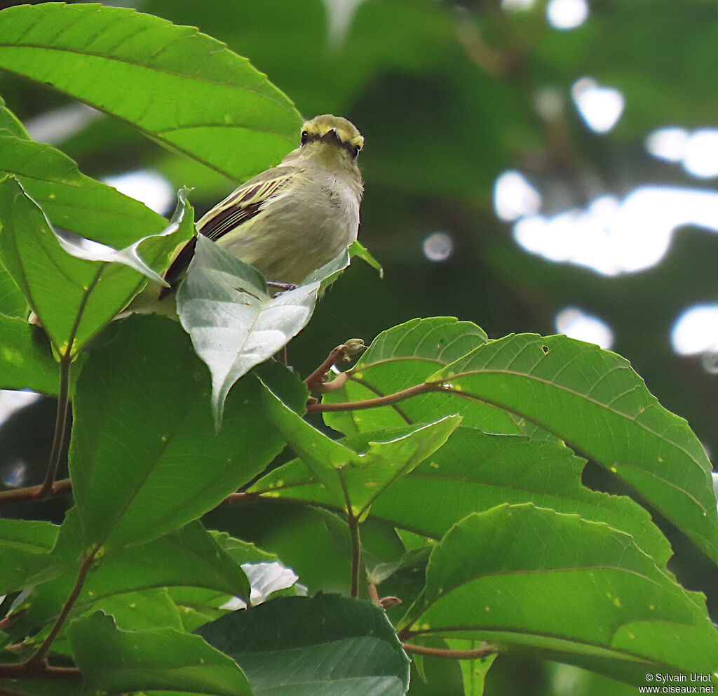 Golden-faced Tyrannulet